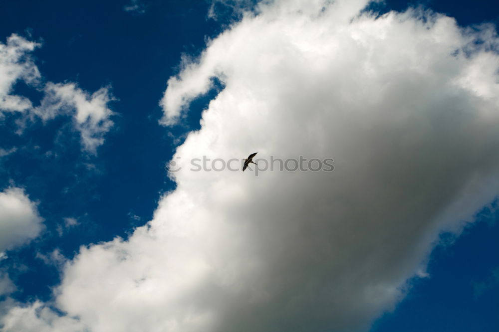 Similar – Image, Stock Photo flying horny Airplane