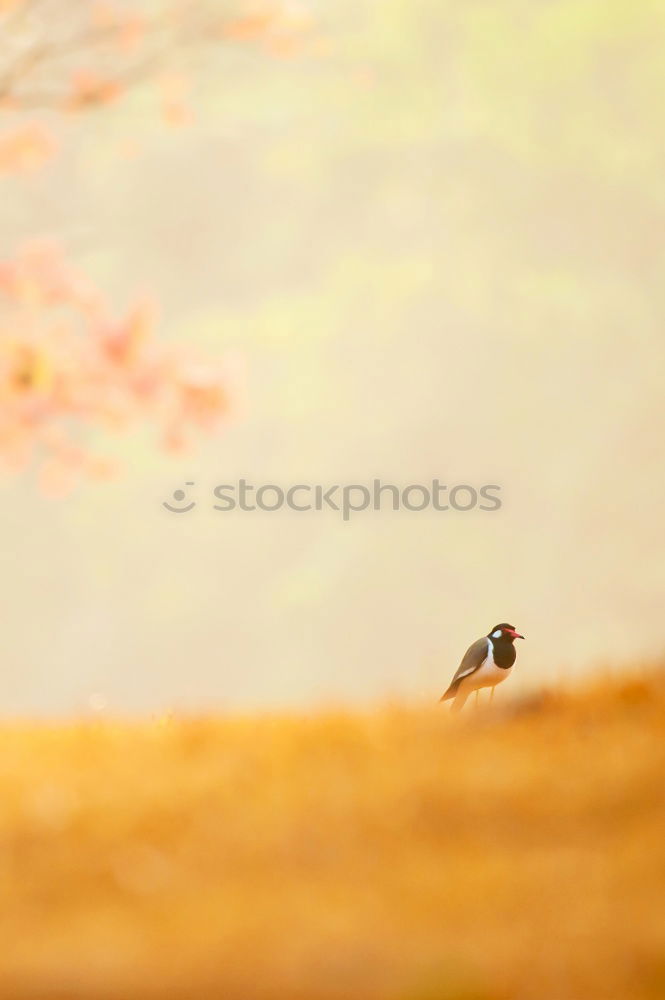 Similar – Image, Stock Photo Quiet in there! Birdhouse