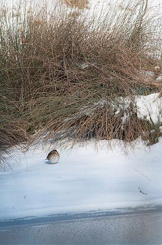 Image, Stock Photo A wren lies dead in the snow of a wintry meadow