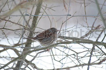 Similar – Image, Stock Photo Thrush in a berry bush