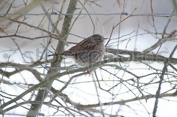 Similar – Image, Stock Photo Thrush in a berry bush