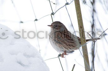 Similar – Juniper Thrush in Winter