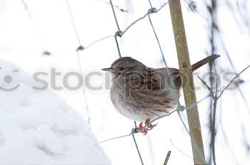 Similar – Juniper Thrush in Winter