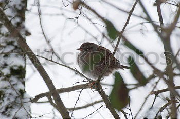 Similar – Image, Stock Photo raven Raven birds