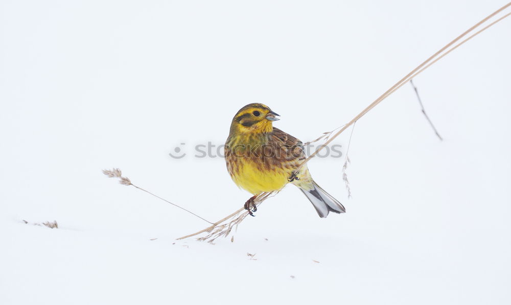 Similar – Image, Stock Photo Yellowhammer in the snow