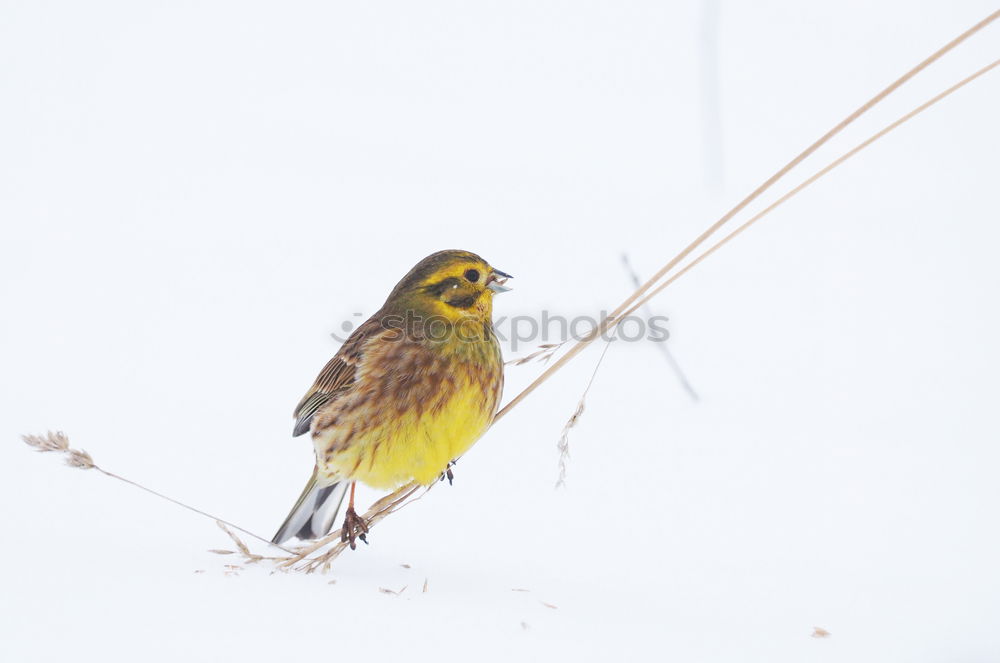 Similar – Image, Stock Photo Yellowhammer in a tree