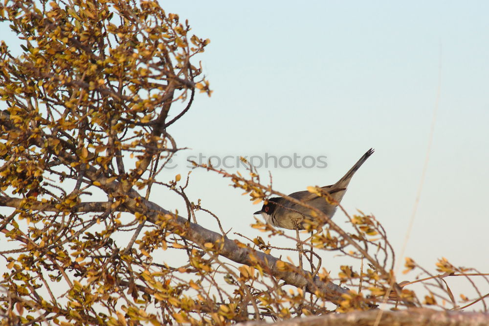 Similar – Bussardfrühling II Natur