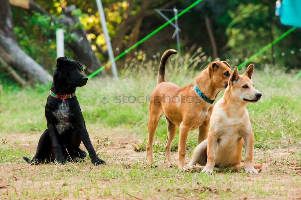 Similar – Image, Stock Photo round table Pet Dog