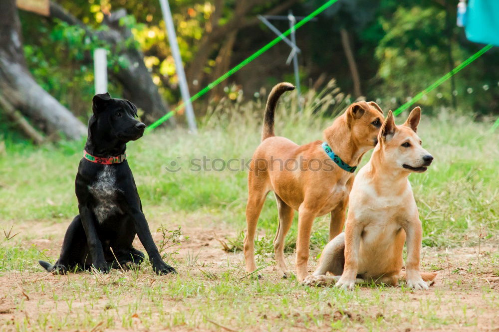 Similar – Image, Stock Photo round table Pet Dog