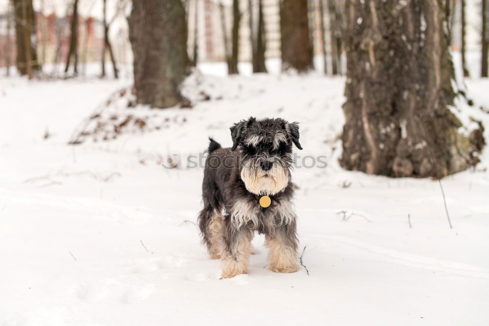 Similar – Image, Stock Photo Australian Shepherd Nature