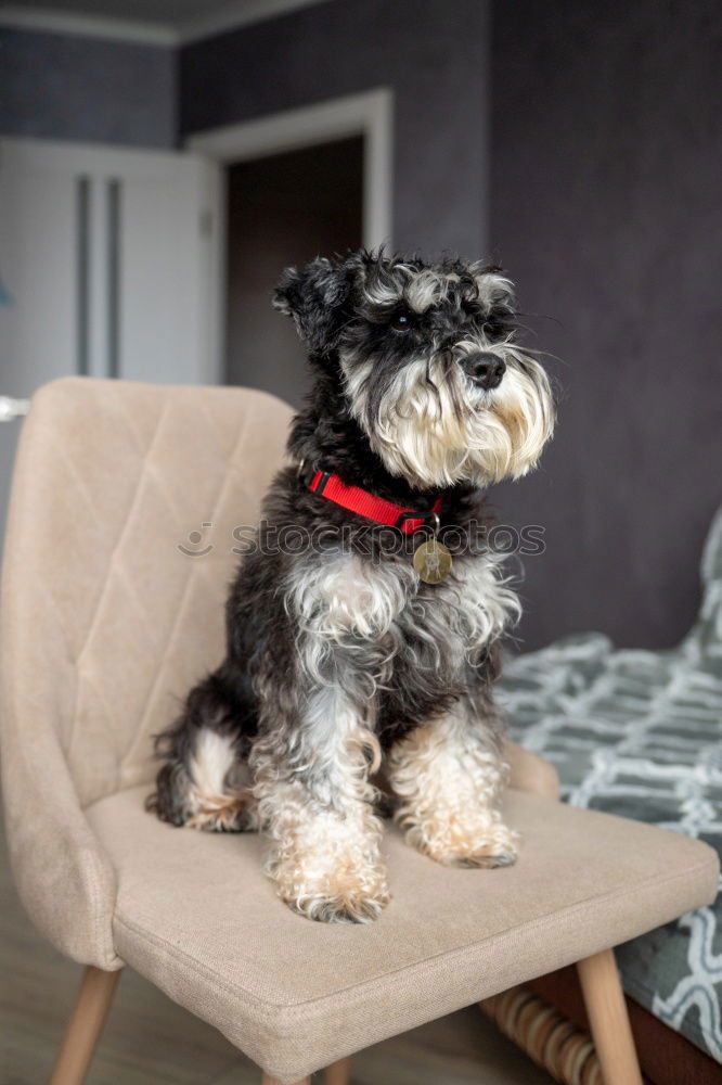 Similar – nice water dog on the sofa looks in front