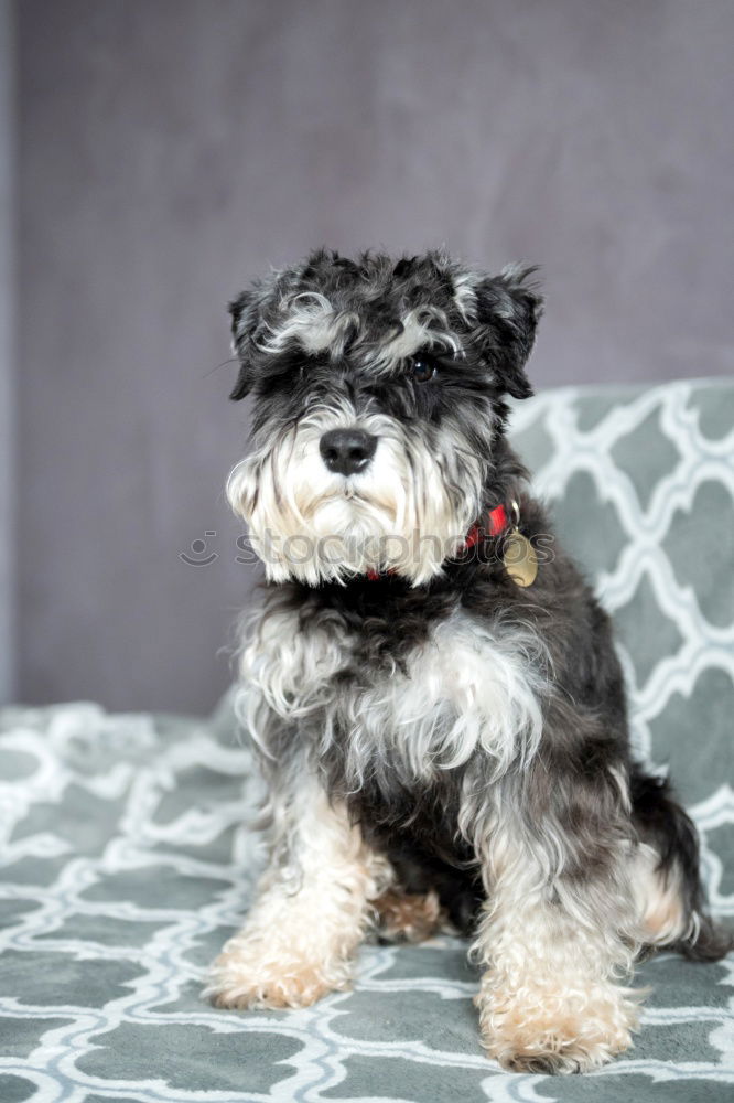 Similar – nice water dog on the sofa looks in front