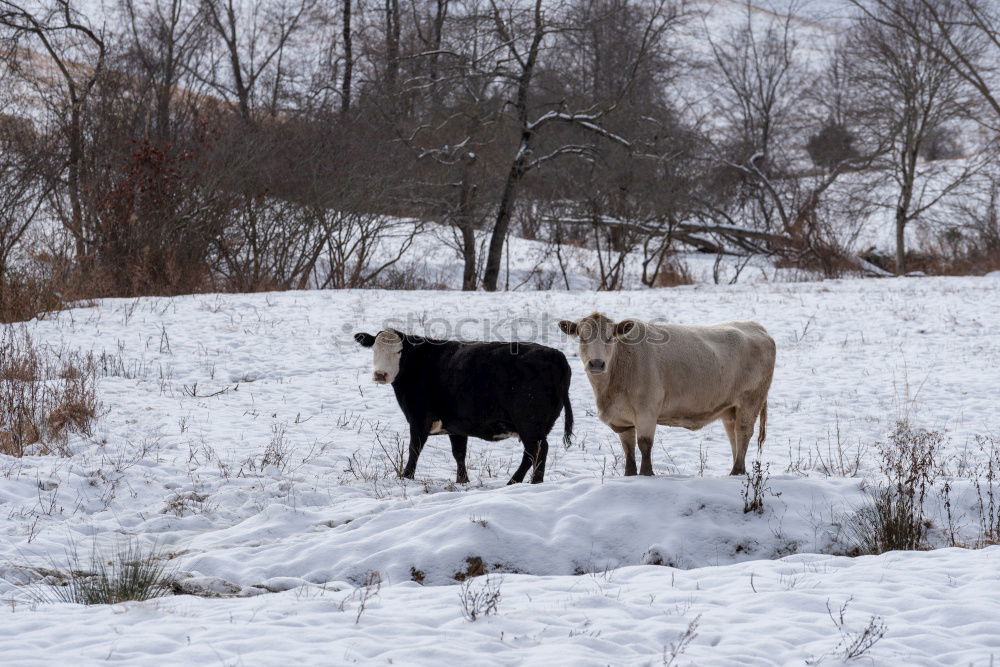 Similar – Calf in winter Nature