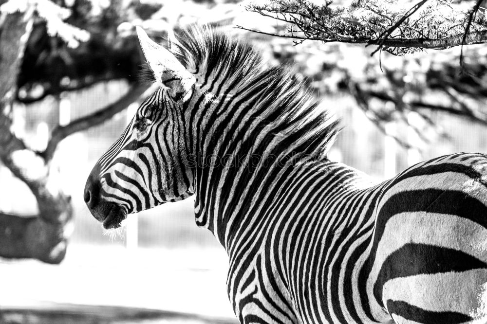 Similar – zebras Zebra In pairs