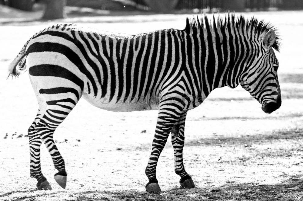 Mama, da steht ein Zebra im Garten…