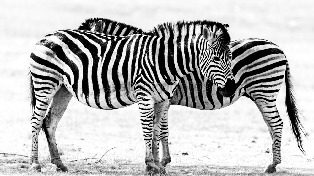 Similar – Mama, da steht ein Zebra im Garten…