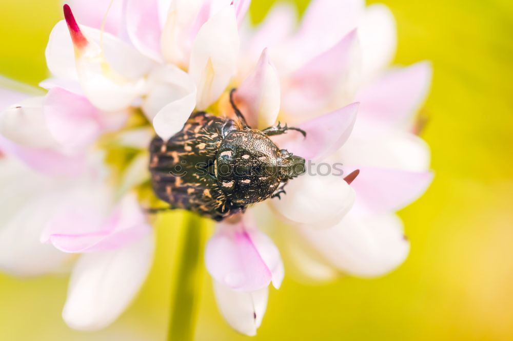 Bee on blossom Beautiful