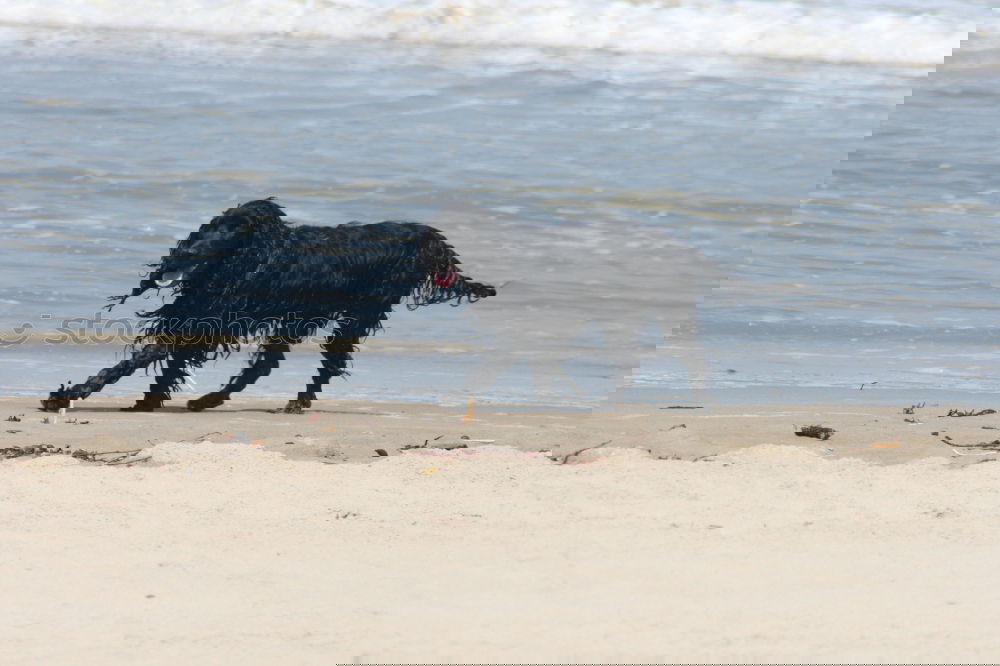 Similar – Foto Bild Strandwart Hund Dackel