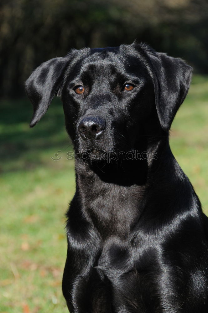 Similar – doggy Hund Labrador