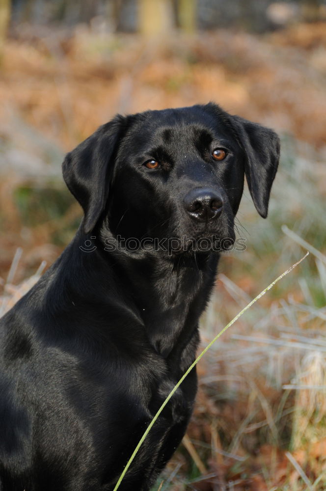 Similar – doggy Hund Labrador