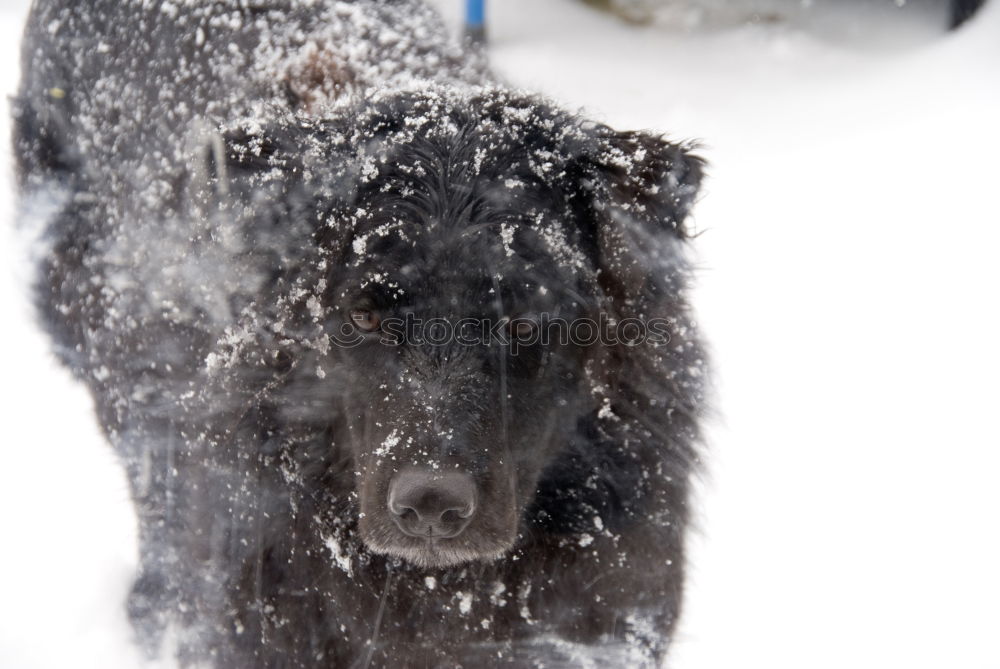 Similar – Berhardiner Dog Playing