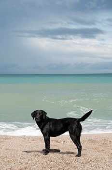 Image, Stock Photo KingOfTheBeach Dog Clouds