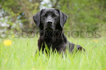 Similar – Image, Stock Photo summer meadow Nature