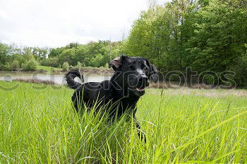 Similar – Image, Stock Photo summer sun Hound Dog