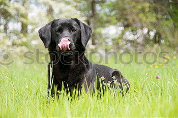 Similar – Image, Stock Photo summer meadow Nature