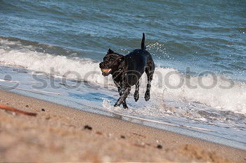 Similar – WaveDog Hund Labrador