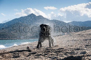 Berhardiner Dog Playing