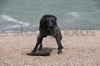 Similar – Image, Stock Photo Water rat I Dog Animal