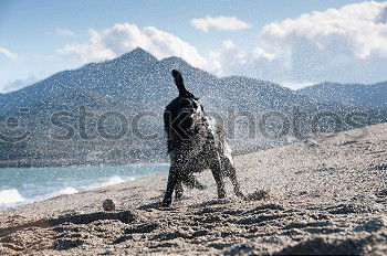 Similar – Dog Dalmatian sits with man master at the lake