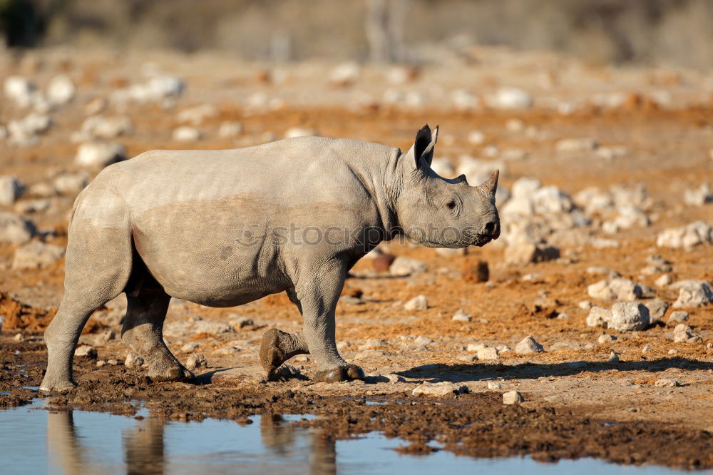 Similar – Image, Stock Photo rhinoceros Environment