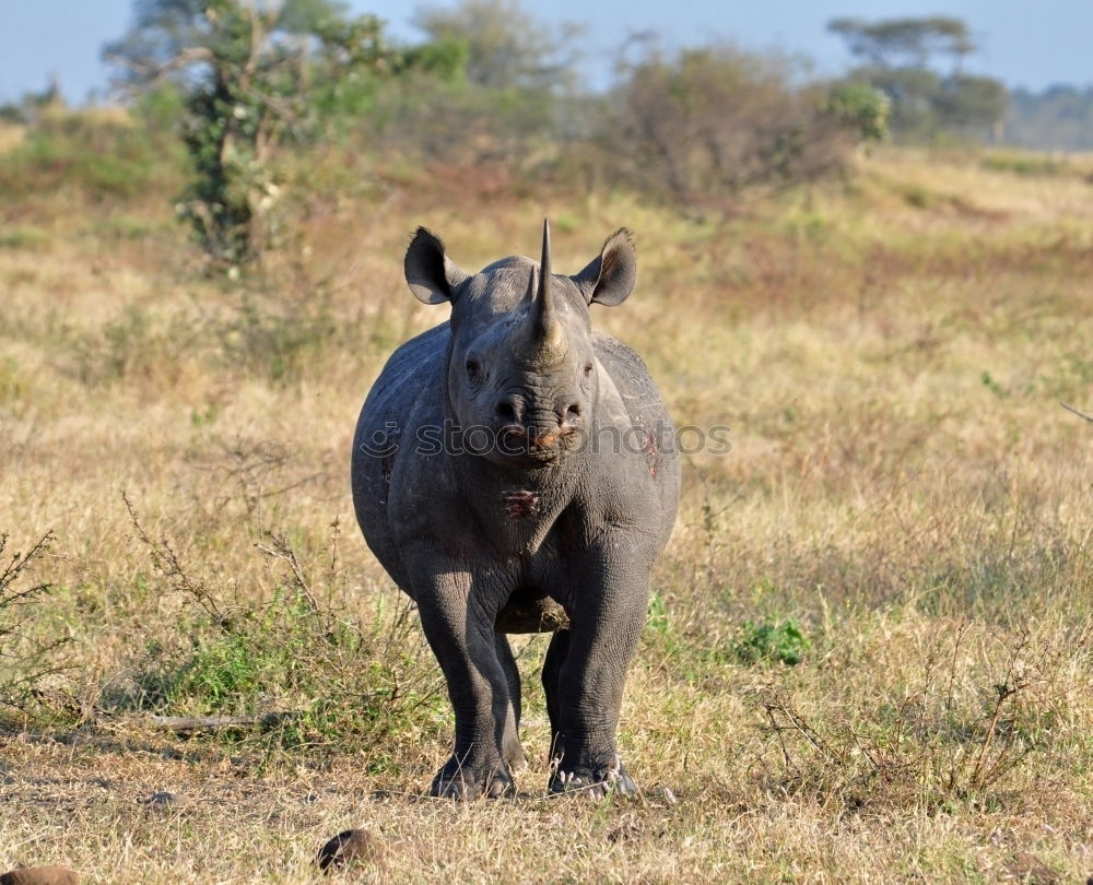 Similar – Image, Stock Photo Rhino mother with child