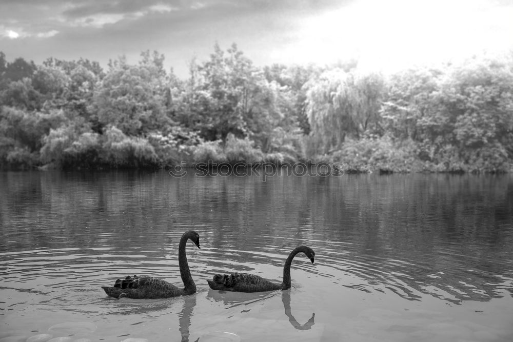 Long Necks Environment