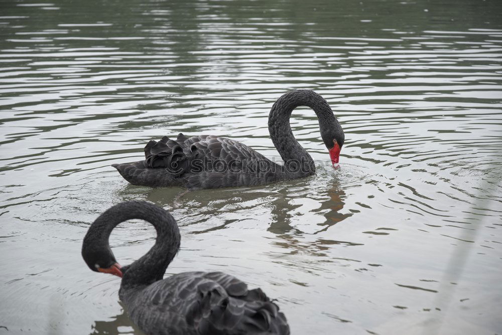 Similar – Foto Bild Schröder mit Schwan