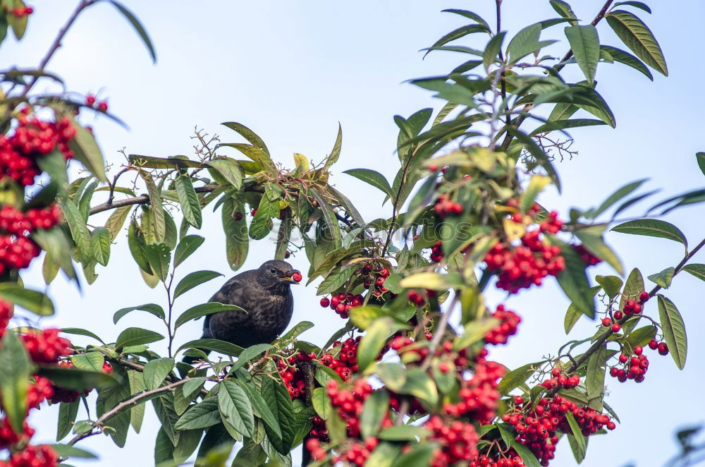 Similar – Image, Stock Photo Common blackbird eating rowan berries