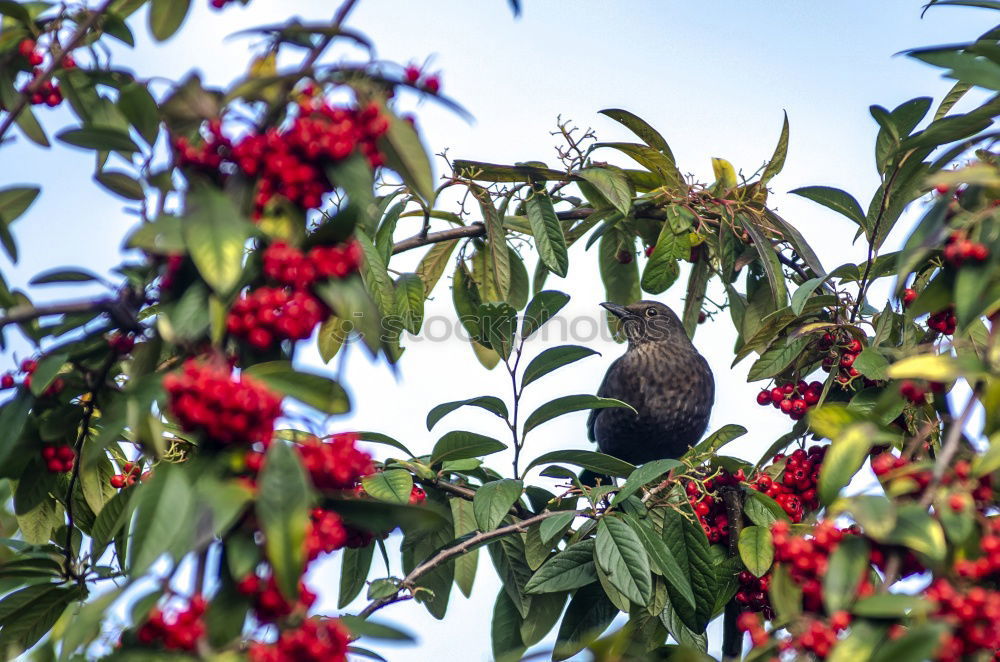 Similar – Image, Stock Photo Common blackbird eating rowan berries