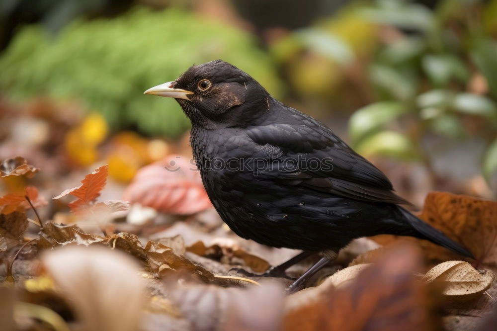 Similar – Image, Stock Photo blackbird Environment