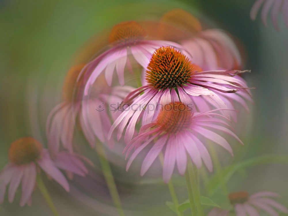 Image, Stock Photo Gaillardia aristata