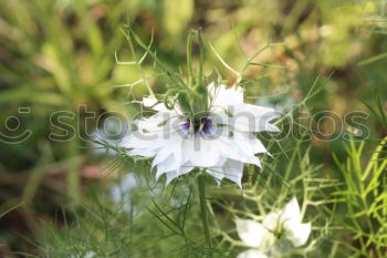 Similar – Foto Bild Farbtupfer Pflanze Sommer
