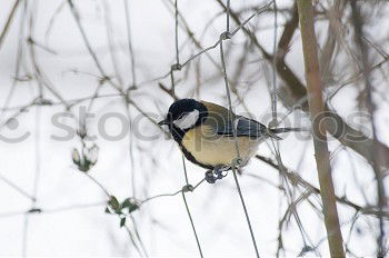 Similar – Image, Stock Photo Hawfinches in the snow