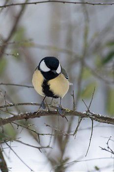 Similar – Image, Stock Photo Chaffinch sitting on a branch