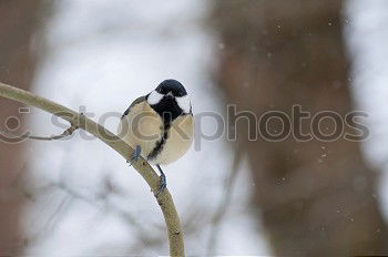 Similar – Image, Stock Photo Chaffinch sits on a branch and looks at the camera
