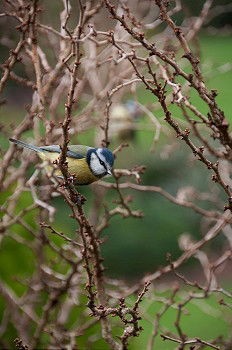 Similar – Jay with passing bee