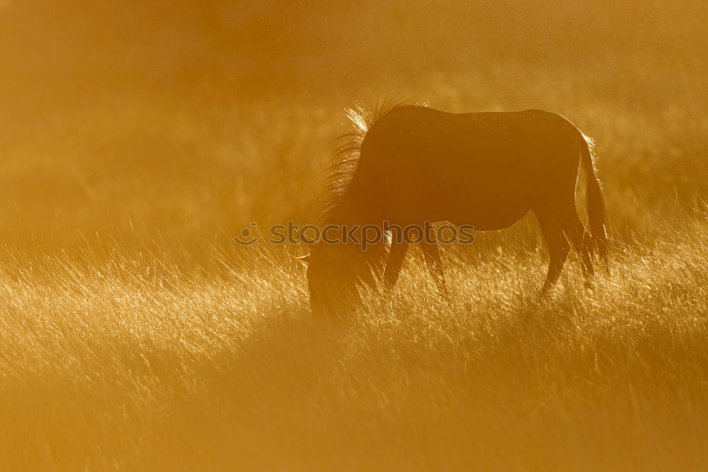 Similar – Image, Stock Photo Shetland Pony #4 Nature