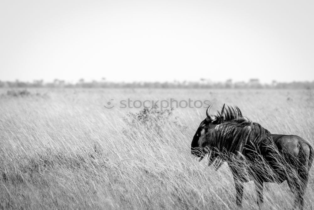 Similar – Image, Stock Photo Wild Horses in the Fog