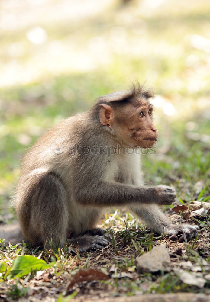 Baby monkey with little stick