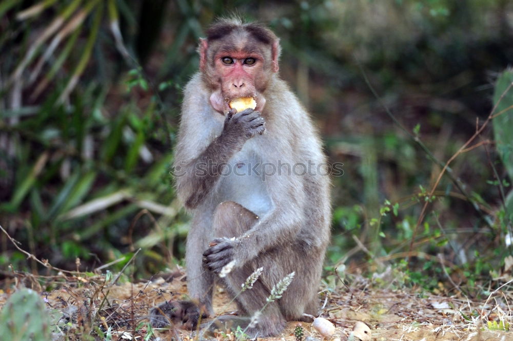 Similar – Image, Stock Photo A Wild Monkey Easts A Banana